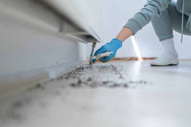 Best Mosquito Control Services  in Branchville, SC